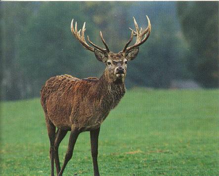 Il bramito del Cervo