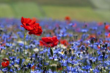 Animal Experience - Sassoferrato