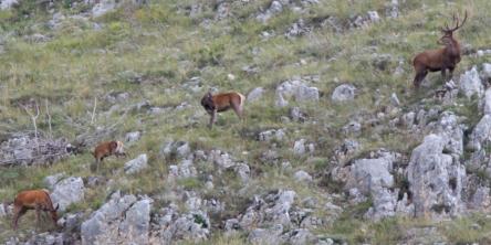 Il bramito del Cervo
