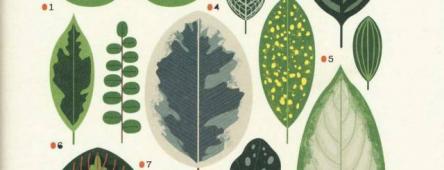 Passeggiata e letture dal profumo di Faggio