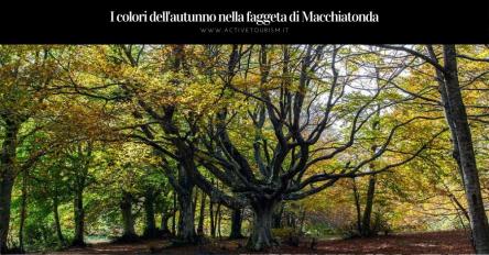 I colori dell'autunno nella faggeta secolare di Macchiatonda