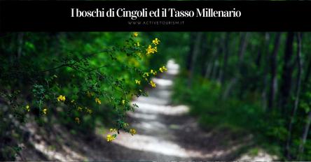 I boschi segreti di Cingoli e il tasso millenario