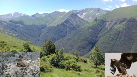 Fra camosci ed aquile