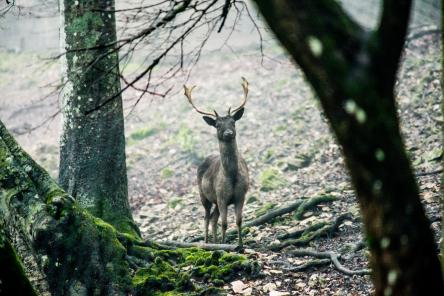 Animal Experience - Sassoferrato