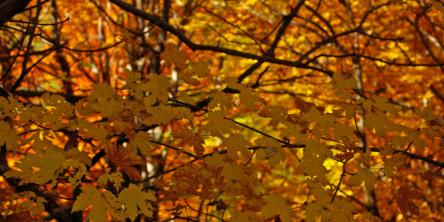 Da Canfaito al Sasso Forato per i Prati di Roti