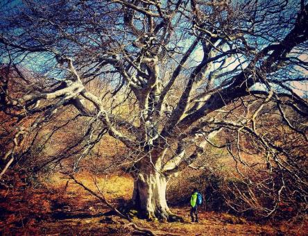 La giornata nazionale degli alberi tra i faggi della Riserva di Canfaito