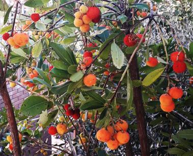 Escursione al Conero per la festa del corbezzolo