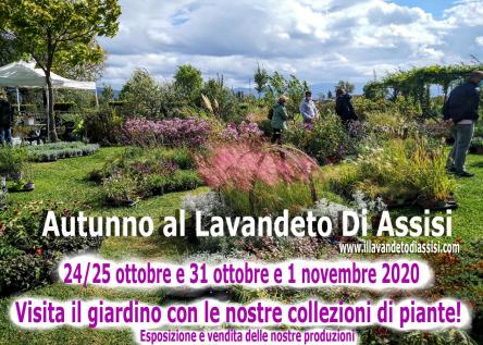 Festa delle piante aromatiche e del giardino