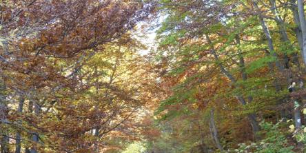 Il bosco delle Tassinete e il Tasso millenario