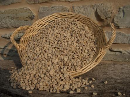 18-20 dicembre La cicerchia torna protagonista a Serra de Conti