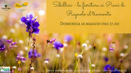 Sibillini - fioritura ai Piani di Ragnolo al tramonto