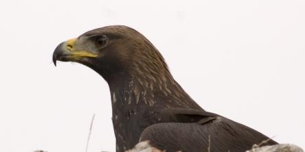 In cerca delle Aquile ai confini del Parco