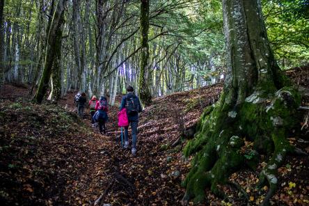 Canfaito e lo spirito del bosco