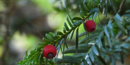 Il bosco delle Tassinete e il Tasso millenario
