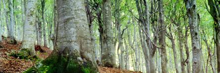 Into the wild: anello Nocelleto - Madonna della Cona
