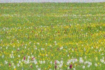 Le bellissime fioriture dei Piani di Ragnolo