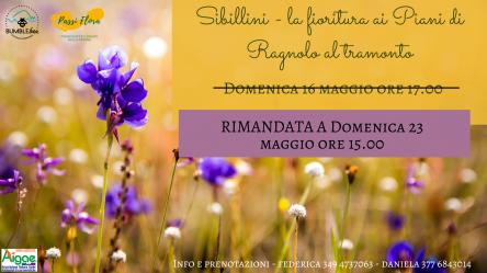 Sibillini: fioritura spontanea dal pomeriggio verso il trammonto