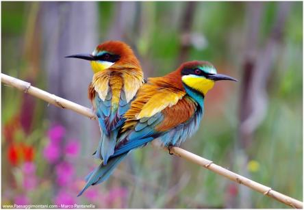 Gli EcoTuristici: i Gruccioni della Valle dei Tufi