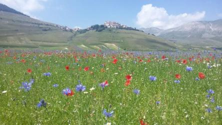 Immersione nei colori della Fioritura di Castelluccio