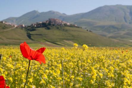 Lo spettacolo della fioritura di Castelluccio