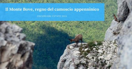 Il Monte Bove, regno del camoscio appenninico