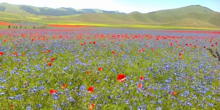 La fioritura dei Piani di Castelluccio