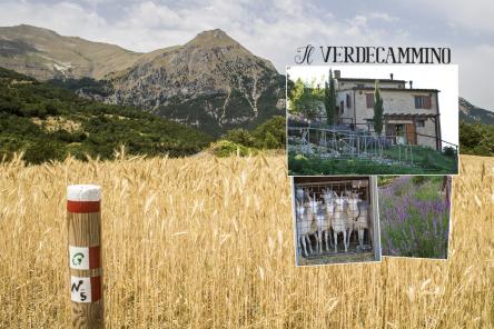 Montefortino: di montagna, di persone e di capre