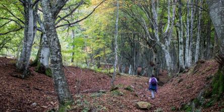 Escursione da Elcito alla fresca faggeta di Canfaito
