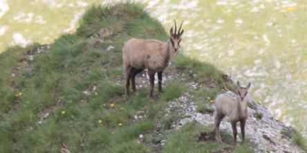 Anello del Monte Bove: nel Regno dei Camosci