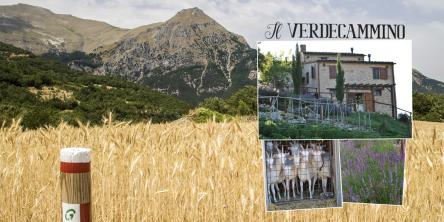 Montefortino: di montagna, di persone e di capre