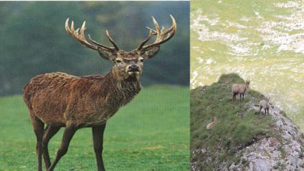 Il Bramito del Cervo e i Camosci del Monte Bove