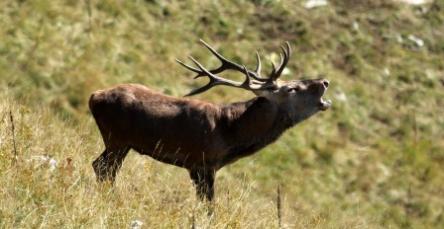 Escursione al tramonto con bramito dei cervi