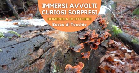 Escursione al Bosco di Tecchie