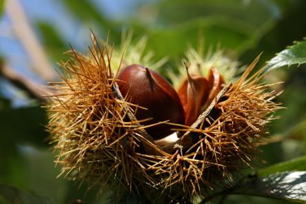Castagne, foliage e leggende sibilline