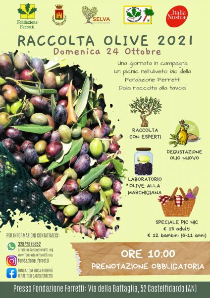 Raccolta Olive 2021