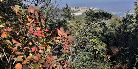 Il bosco delle Tassinete e il Tasso millenario con finale goloso!
