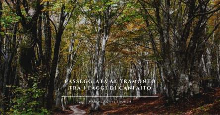 Passeggiata al tramonto tra i faggi di Canfaito