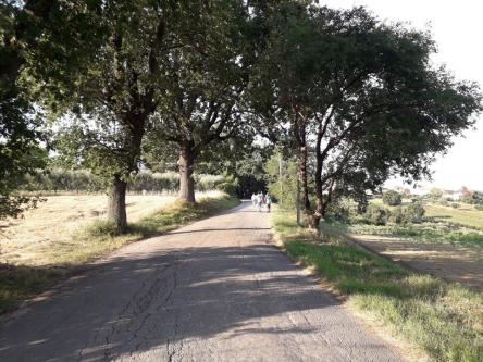 Festa dell’Olio nuovo: escursione dal frantoio alla campagna