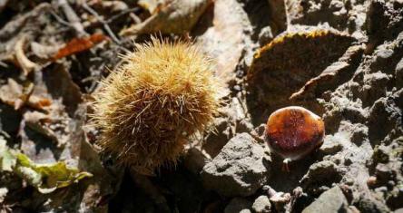 Castelsantangelo e Castagnata