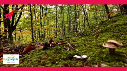 Colori e sapori d’autunno: Precicchie ed il foliage di Vallacera. Fabriano