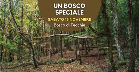 Un bosco speciale