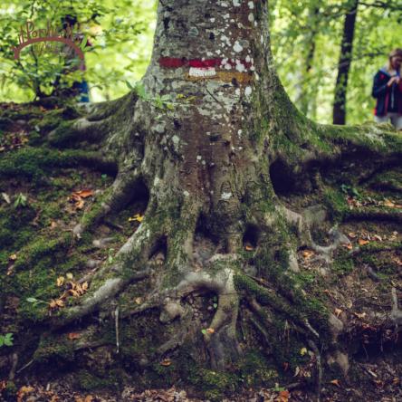 TREK&FOOD – IL DRAGO E SAN CRESCENTINO, SEGRETI DEL BOSCO DI TECCHIE E PRANZO AL TARTUFO