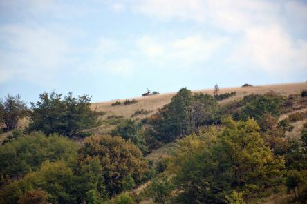 Tra boschi, caprioli e selvatico