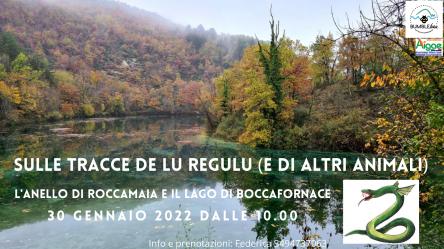 Sibillini: sulle tracce de lu regulu (e di altri animali)