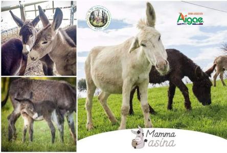 Sorprese e carezze da Mamma Asina