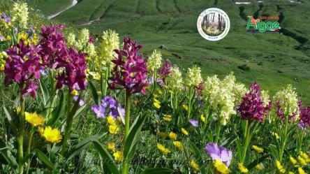 La Fata dei fiori ai Piani di Ragnolo