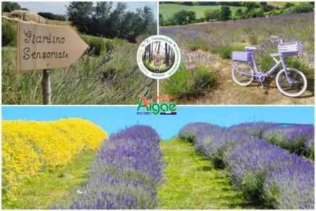 Passeggiata al profumo di Lavanda