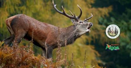 Il Cervo e il suo Bramito