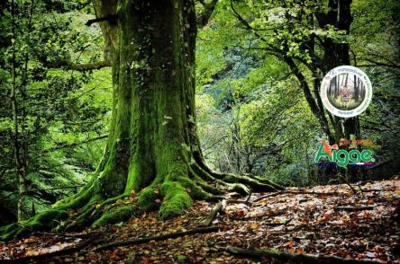 Il vecchio Saggio di Canfaito