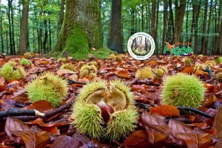 Castagnando a Roccamaia